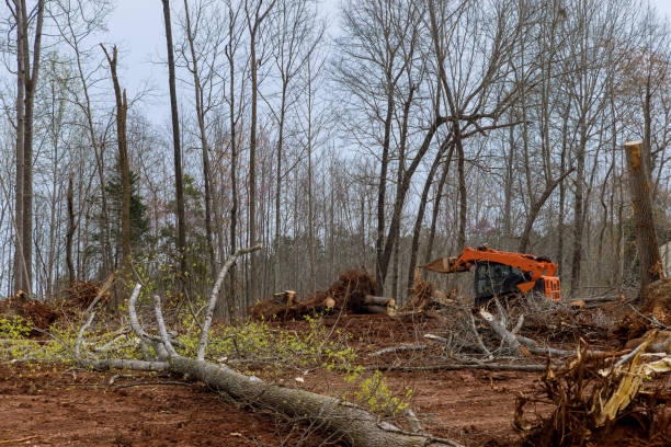 Reliable Charleston, MS Tree Services Solutions