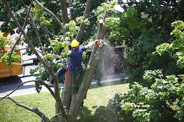 Tree Services