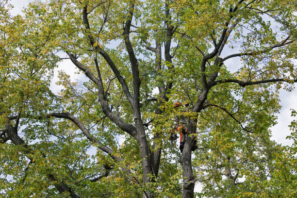 Best Storm Damage Tree Cleanup  in Charleston, MS